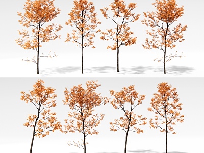 Landscape Tree Ginkgo Tree Poplar Tree Arbor Garden Landscape Tree 3d model