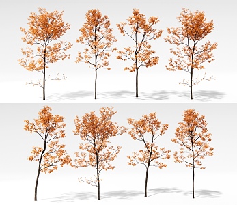 Landscape Tree Ginkgo Tree Poplar Tree Arbor Garden Landscape Tree 3d model