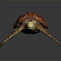 Reptile Sea Turtle Close Up With Orange Red Patterned Shell And Webbed Limbs