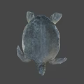 Gray Sea Turtle Swimming On Black Background With Detailed Features