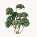 arbor modeling tree 3d model