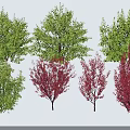 Diverse Garden Trees With Green And Red Foliage And Varied Canopy Shapes