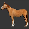 Brown Horse With White Face And Legs Wearing Bridle On Dark Reflective Background 3d model
