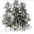Tall Bamboo Plants Growing In Sandy Ground Under Blue Sky With White Clouds