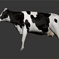 Realistic Black And White Cow Standing On Gray Background In 3D Render