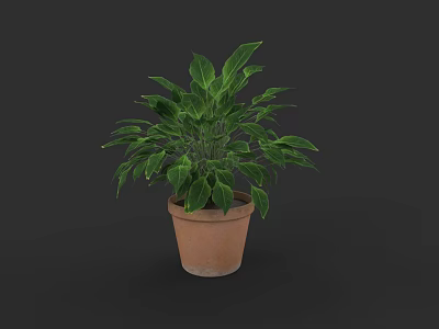 Healthy Potted Green Plant With Lush Large Leaves In Terracotta Pot 3d model