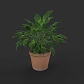 Healthy Potted Green Plant With Lush Large Leaves In Terracotta Pot