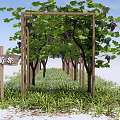 Wooden Pergola With Grape Vines Green Leaves And Purple Grapes In Grass