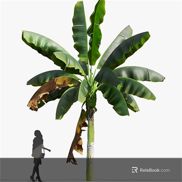 Tall Tropical Tree With Lush Green Leaves Withered Foliage and Person Silhouette 3d model 