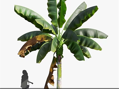 Tall Tropical Tree With Lush Green Leaves Withered Foliage and Person Silhouette 3d model