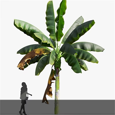 Tall Tropical Tree With Lush Green Leaves Withered Foliage and Person Silhouette 3d model