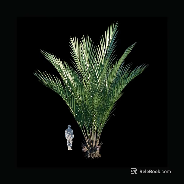 Palm Arbor With Feathery Fronds And Human Figure For Size Reference 3d model 