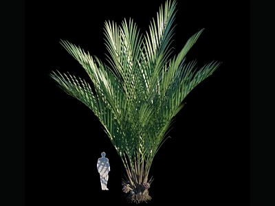 Palm Arbor With Feathery Fronds And Human Figure For Size Reference 3d model