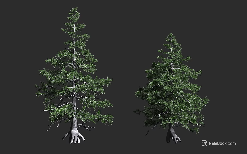 Two Evergreen Trees with Lush Green Foliage and Exposed Roots in Studio Rendering 3d model 
