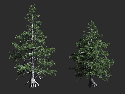 Two Evergreen Trees with Lush Green Foliage and Exposed Roots in Studio Rendering 3d model