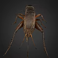Detailed View Of A Cricket With Brown Black Body And Long Antennae