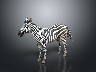 Standing Zebra With Black And White Stripes On Gray Background 3d model