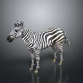 Standing Zebra With Black And White Stripes On Gray Background 3d model