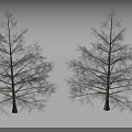 Two Tall Trees with Lush Branches Dense Green Leaves and Natural Growth Form