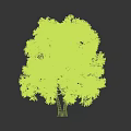Lush Green Tree With Two Trunks And Dense Foliage Isolated On Black Background