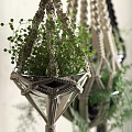Macrame Plant Hangers With Green Ferns And Various Styles For Indoor Decor