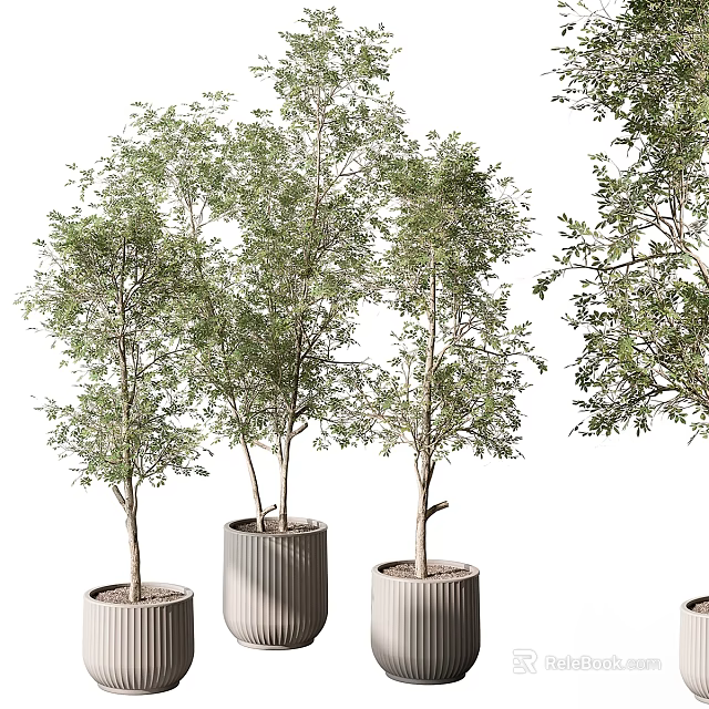 Bonsai Potted Trees with Slender Trunks Green Leaves and Textured Cylindrical Pots 3d model 