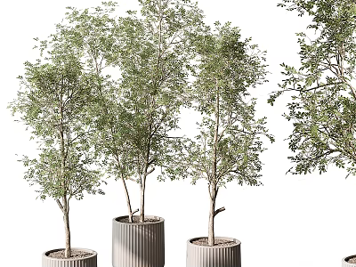 Bonsai Potted Trees with Slender Trunks Green Leaves and Textured Cylindrical Pots 3d model