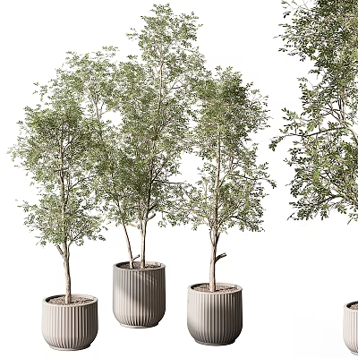 Bonsai Potted Trees with Slender Trunks Green Leaves and Textured Cylindrical Pots 3d model