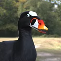 Flying Animal With Black Feathers Red Feet White Head Patch And Orange Beak On Ground