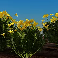 Vibrant Shrubs With Yellow Flowers Against Clear Blue Sky And Brown Ground