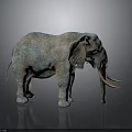 3D Elephant with Gray Brown Texture Long Ivory Tusks Standing on Dark Background and Reflection 3d model