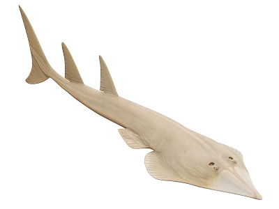 Light Colored Shark With Elongated Snout And Fins As Aquatic Animal 3d model