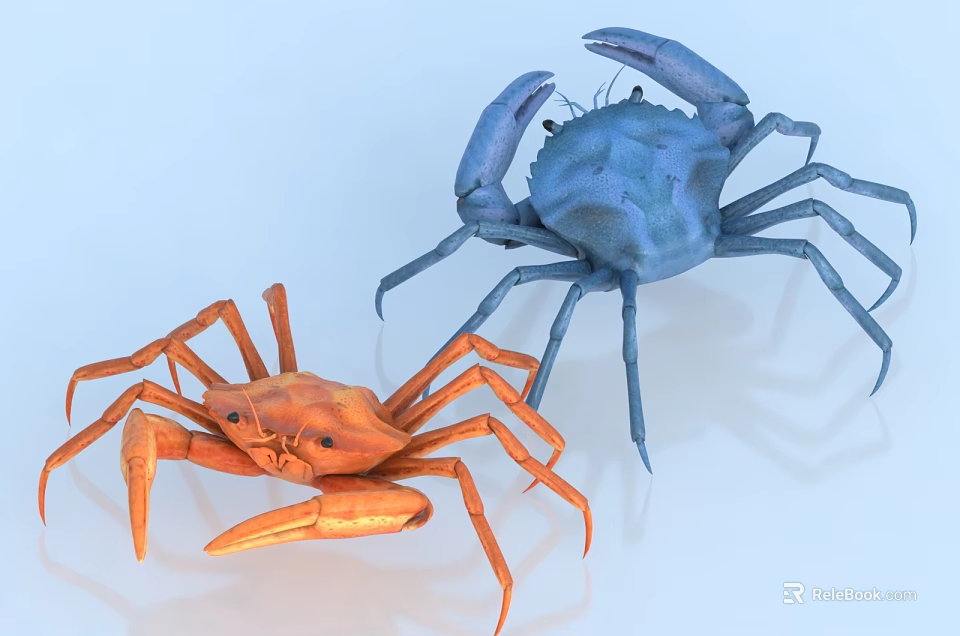 Vibrant Blue and Orange Aquatic Crabs Featuring Detailed Legs Claws and Body Structure 3d model 