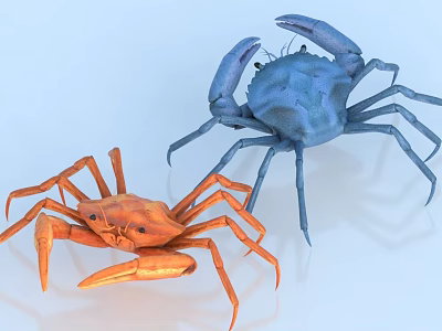 Vibrant Blue and Orange Aquatic Crabs Featuring Detailed Legs Claws and Body Structure 3d model