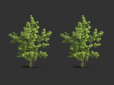 Two Vibrant Green Leafy Trees with Lush Foliage Against Black Background 3d model