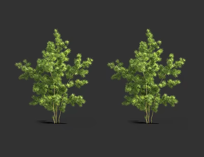 Two Vibrant Green Leafy Trees with Lush Foliage Against Black Background 3d model