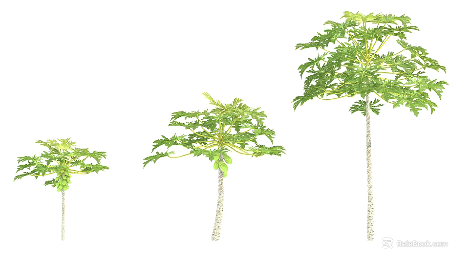 Three Arbor Specimens With Different Heights Green Leaves And White Trunks 3d model
