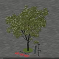 Outdoor Silk Tree with Person Standing on Paved Ground and Green Circular Area 1 Meter