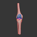 Detailed 3D Rendered Human Knee Joint Organ Anatomical Structure Model