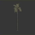 Isolated Palm Tree With Slender Trunk And Brownish Leaves Against Gray Black Gradient Background