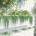 Lush Vines Hanging Down On White Building Walls With Greenery