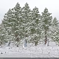 Scenic Winter Landscape With Snow Covered Pine Trees And White Snowy Ground