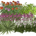 Colorful Plant Combination with Flowering Plants Ferns and Green Foliage for Garden Landscaping
