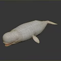 White Beluga Whale Aquatic Animal With Open Mouth And Smooth Skin Marine Creature