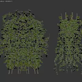 Green Climbing Vines With Trellis And Bushy Leafy Growth In Natural Setting