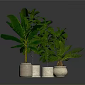 Fresh Culinary Herbs in Light Ceramic Pots for Home Cooking Preparation