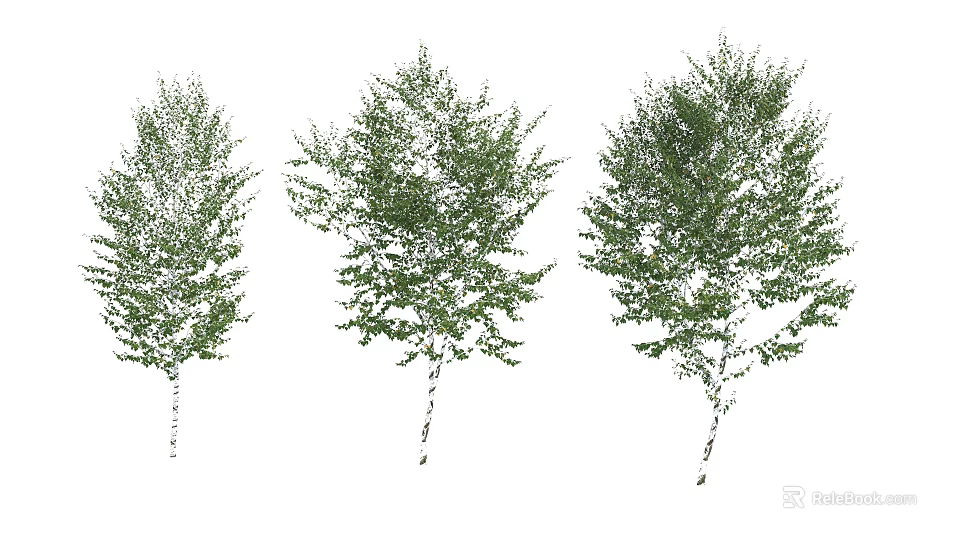 Three Arbor Trees with White Trunks and Lush Green Foliage 3d model 