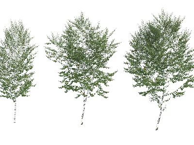 Three Arbor Trees with White Trunks and Lush Green Foliage 3d model