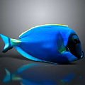 Vibrant Blue Fish With Yellow Green Edges And Black Eyes On Dark Background With Reflection