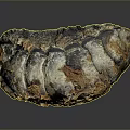 Detailed View of Biological Organ with Hair Like Structures and Textured Surface